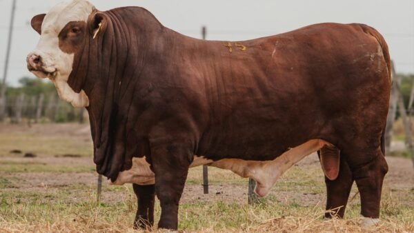 LOTE 20 RP 391 BRAFORD EL CAMBIO