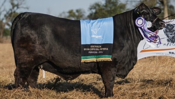 LOTE 35 RP 430 BRANGUS LA FAMILIA