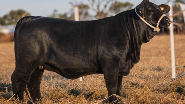 LOTE 54 RP 56 BRANGUS LA FAMILIA