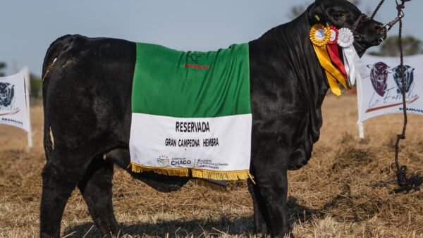 LOTE 36 RP 90 BRANGUS LA FAMILIA